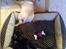 Labrador retriever Luna (Amber Cover)