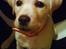 Labrador retriever Luna (Amber Cover)