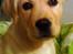 Labrador retriever Luna (Amber Cover)