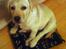 Labrador retriever Luna (Amber Cover)