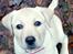 Labrador retriever Luna (Amber Cover)