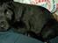 Labrador retriever Cantona (Canto) <3 :b