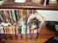 Shih tzu Futte