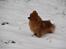 Pomeranian Zuie