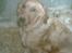 Golden retriever diesel RIP