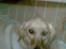 Golden retriever diesel RIP