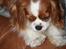 Cavalier king charles spaniel Buster R.I.P. 18/01-11
