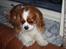 Cavalier king charles spaniel Buster R.I.P. 18/01-11