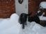 Blanding af racer Max - Sne hunden