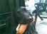 Blanding af racer Max - Hotdog hund