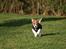 Jack russell terrier Milo