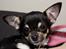 Chihuahua Wilma