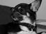 Chihuahua Wilma - photo af  thomas dohn
