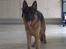 Schæferhund Anton (Almebo´s Obelix) - Anton posere foran kameraet