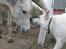 Hvid schæfer Niko - Niko hilser på min lille pony 