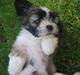 Lhasa apso Soffy