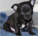 Chihuahua Tayson