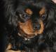 Cavalier king charles spaniel * Min lille mini :-) 