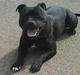 Staffordshire bull terrier Elvis  *R.I.P*