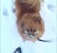 Pomeranian RIP Trikkie <3 2002 -2012
