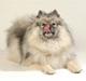 Keeshond Feluca (Clevenkeesen)