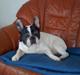 Fransk bulldog Tjavs *Himmelprins*