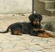 Rottweiler Aslan