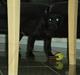 Labrador retriever Cantona (Canto) <3 :b