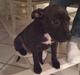 Staffordshire bull terrier Tessie