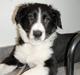 Border collie Wicka