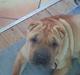 Shar pei Rynke.. R.I.P.