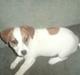 Jack russell terrier Freja