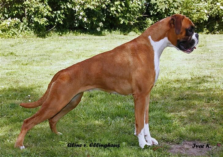 Boxer Qline von Ellinghaus billede 7