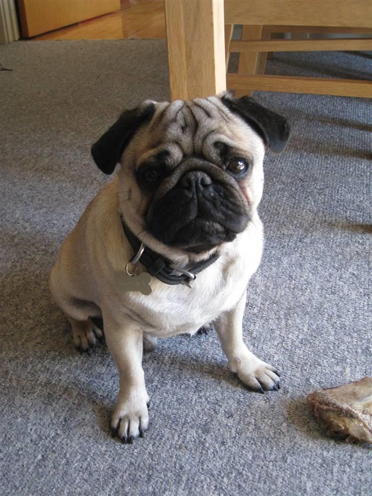 Mops Rocky - Sweet mysterys Benito - Fra vores første møde med Rocky billede 1