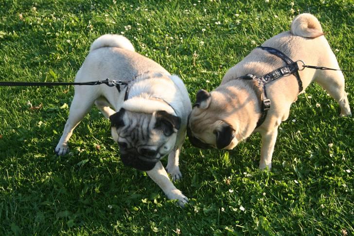Mops Rocky - Sweet mysterys Benito - Rocky og Maggie billede 2