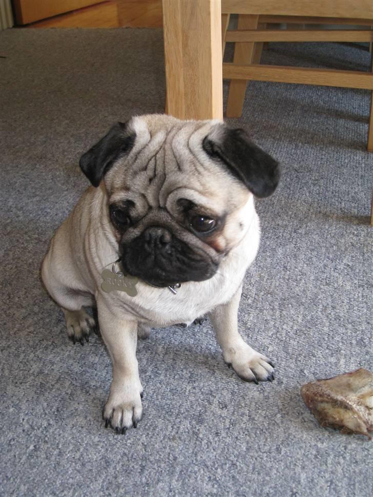 Mops Rocky - Sweet mysterys Benito billede 3