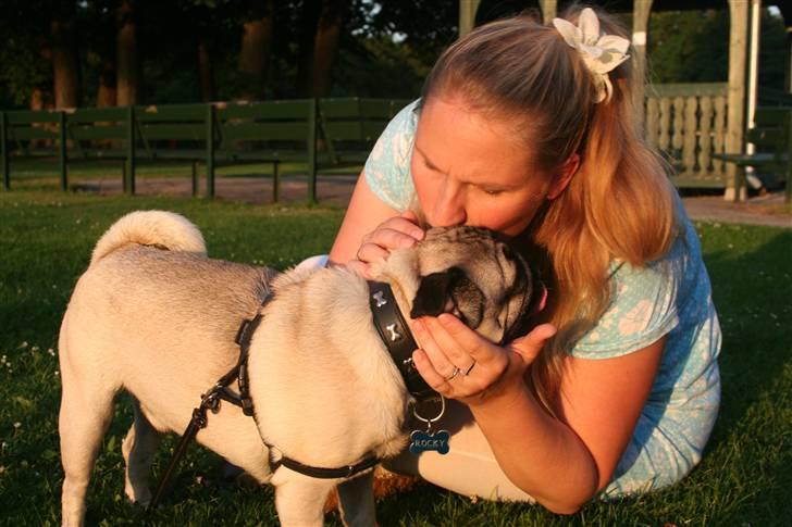 Mops Rocky - Sweet mysterys Benito - Mors lille skat billede 4