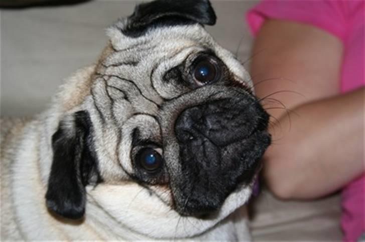 Mops Rocky - Sweet mysterys Benito billede 5