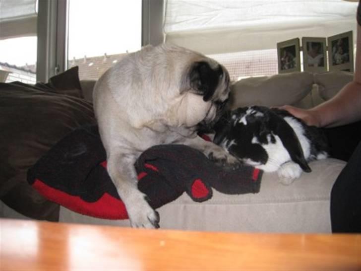 Mops Rocky - Sweet mysterys Benito - Rocky passer på en syg Gizmo billede 6