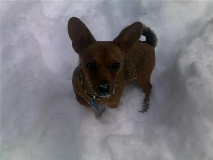 Blanding af racer Mikki - ude at lege i sneen billede 6