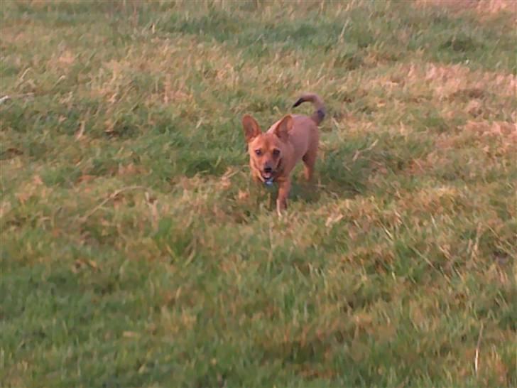 Blanding af racer Mikki - elsker at løbe rundt på foldene ude ved hestene billede 7