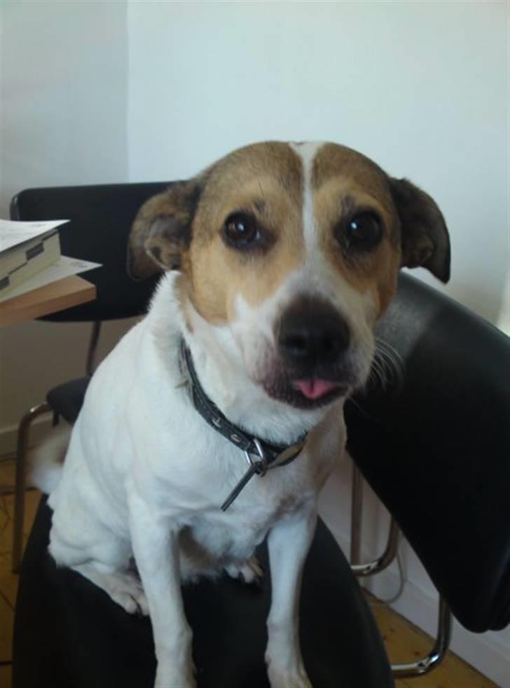 Dansk svensk gaardhund molly billede 1