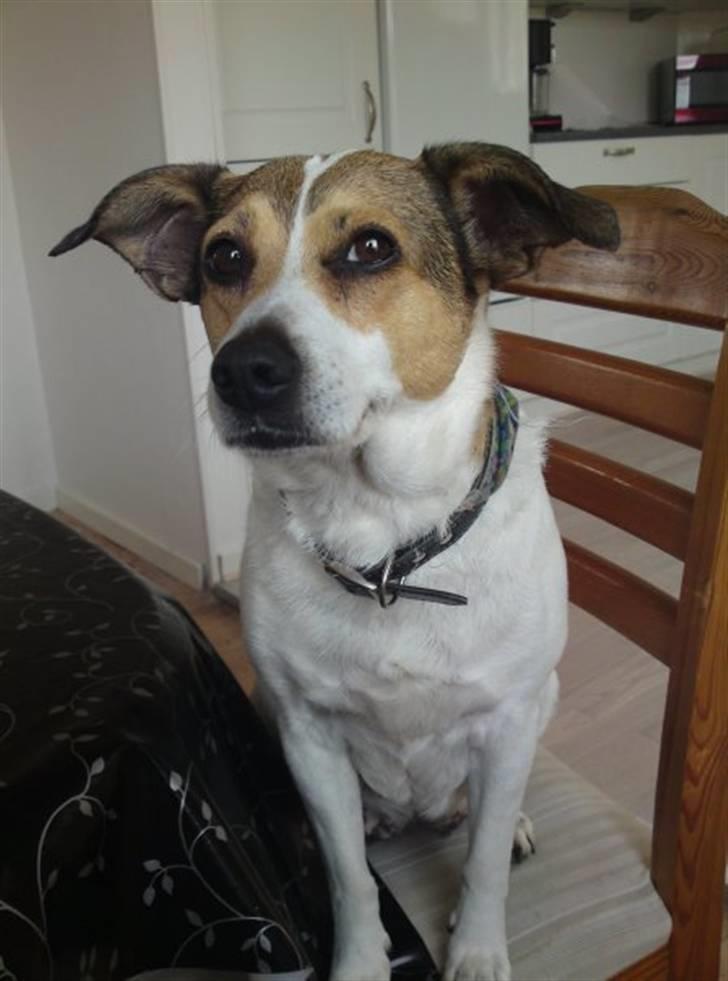 Dansk svensk gaardhund molly billede 2