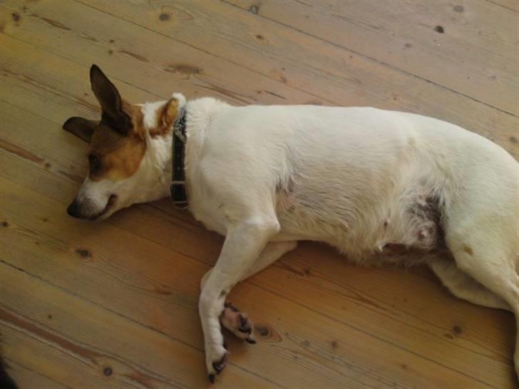 Dansk svensk gaardhund molly billede 3