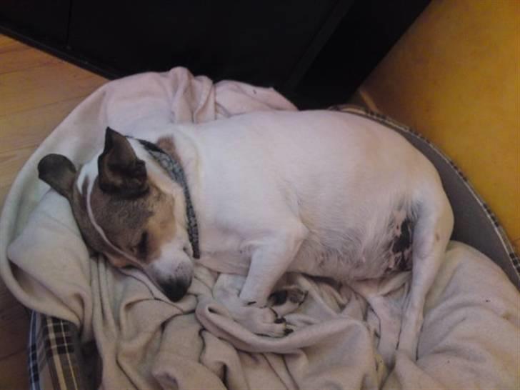 Dansk svensk gaardhund molly billede 4