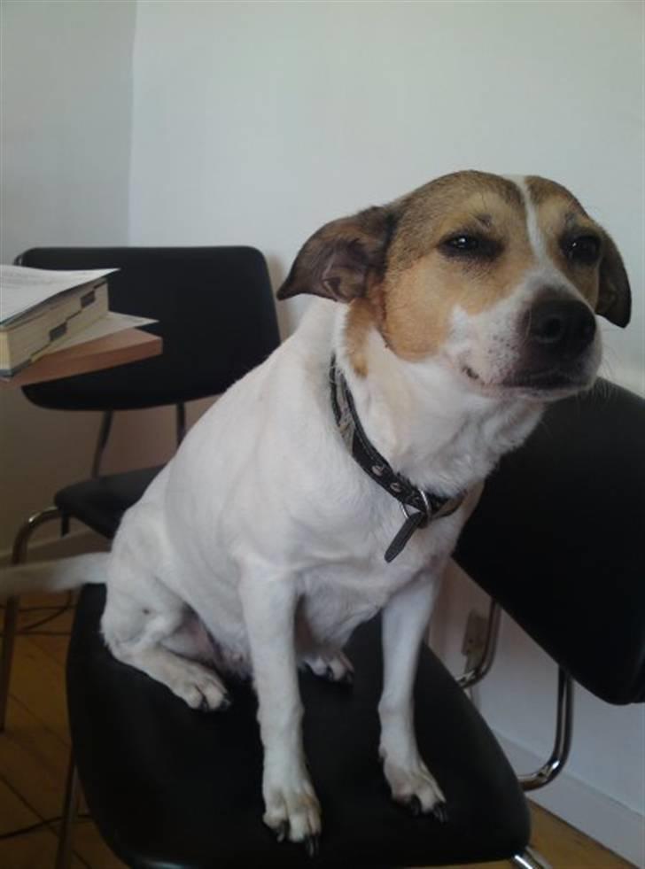 Dansk svensk gaardhund molly billede 5