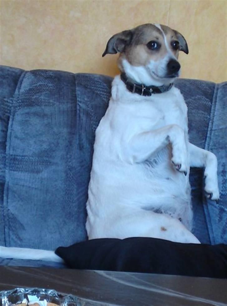 Dansk svensk gaardhund molly billede 6