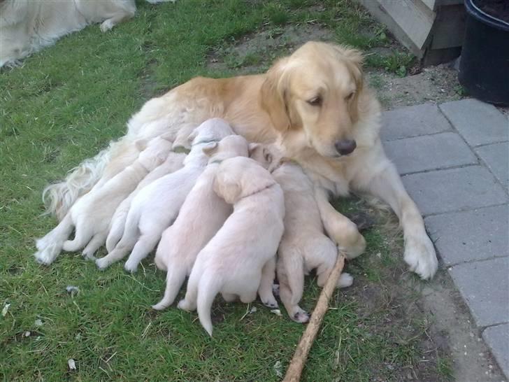 Golden retriever Amanda billede 14