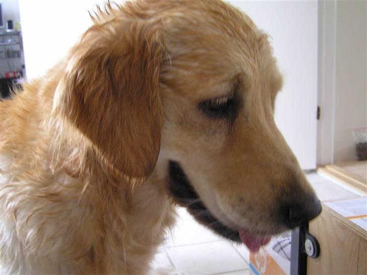 Golden retriever Amanda billede 15