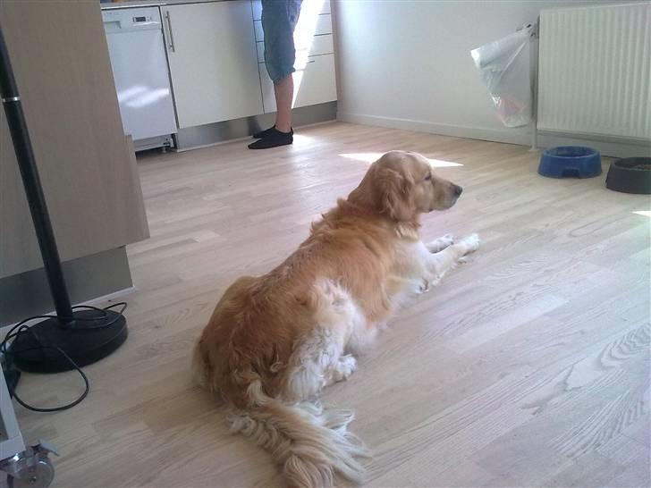 Golden retriever Amanda billede 16